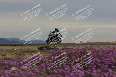 media/Jan-14-2023-SoCal Trackdays (Sat) [[497694156f]]/Turn 14 Exit Bloomig (145pm)/